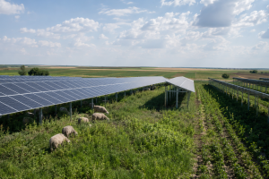 ANRE Approves 410 MW Șimand Solar Plant, Strengthening Western Romania's Position as Central Europe's Solar Hub